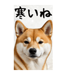 BIG 柴犬のあけおめスタンプ（個別スタンプ：23）