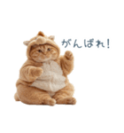 2026正月馬ねこ【元旦・かわいい】（個別スタンプ：30）