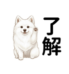 サモエド年末年始ご挨拶（個別スタンプ：1）