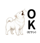 サモエド年末年始ご挨拶（個別スタンプ：5）