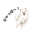 サモエド年末年始ご挨拶（個別スタンプ：6）