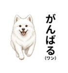 サモエド年末年始ご挨拶（個別スタンプ：9）