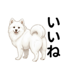 サモエド年末年始ご挨拶（個別スタンプ：10）