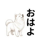 サモエド年末年始ご挨拶（個別スタンプ：12）