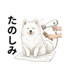 サモエド年末年始ご挨拶（個別スタンプ：16）
