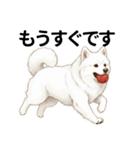 サモエド年末年始ご挨拶（個別スタンプ：24）