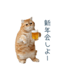 新年の酒クズ猫【お正月・面白い】（個別スタンプ：19）