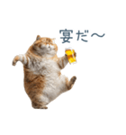 新年の酒クズ猫【お正月・面白い】（個別スタンプ：25）