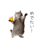 新年の酒クズ猫【お正月・面白い】（個別スタンプ：30）