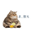 新年の酒クズ猫【お正月・面白い】（個別スタンプ：32）