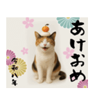 【飛び出す お正月2026 三毛猫】（個別スタンプ：1）