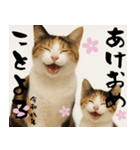 【飛び出す お正月2026 三毛猫】（個別スタンプ：3）