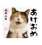 【飛び出す お正月2026 三毛猫】（個別スタンプ：7）