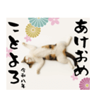 【飛び出す お正月2026 三毛猫】（個別スタンプ：10）