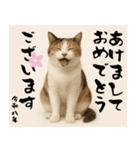 【飛び出す お正月2026 三毛猫】（個別スタンプ：12）