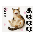 【飛び出す お正月2026 三毛猫】（個別スタンプ：13）