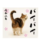 【飛び出す お正月2026 三毛猫】（個別スタンプ：14）