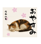 【飛び出す お正月2026 三毛猫】（個別スタンプ：15）