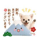 名入れ☆癒しチワワの毎年使える年賀状（個別スタンプ：4）