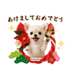 名入れ☆癒しチワワの毎年使える年賀状（個別スタンプ：5）