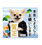 名入れ☆癒しチワワの毎年使える年賀状（個別スタンプ：7）
