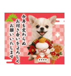 名入れ☆癒しチワワの毎年使える年賀状（個別スタンプ：8）
