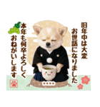 名入れ☆癒しチワワの毎年使える年賀状（個別スタンプ：12）