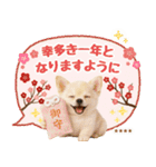 名入れ☆癒しチワワの毎年使える年賀状（個別スタンプ：13）