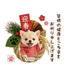 名入れ☆癒しチワワの毎年使える年賀状（個別スタンプ：14）