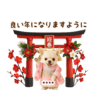 名入れ☆癒しチワワの毎年使える年賀状（個別スタンプ：17）