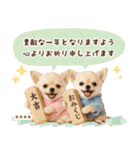 名入れ☆癒しチワワの毎年使える年賀状（個別スタンプ：20）