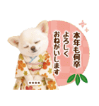 名入れ☆癒しチワワの毎年使える年賀状（個別スタンプ：27）