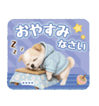 名入れ☆癒しチワワの毎年使える年賀状（個別スタンプ：30）