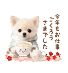 名入れ☆癒しチワワの毎年使える年賀状（個別スタンプ：34）