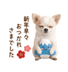 名入れ☆癒しチワワの毎年使える年賀状（個別スタンプ：35）