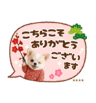 名入れ☆癒しチワワの毎年使える年賀状（個別スタンプ：36）
