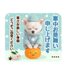 名入れ☆癒しチワワの毎年使える年賀状（個別スタンプ：37）