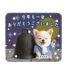 名入れ☆癒しチワワの毎年使える年賀状（個別スタンプ：39）