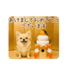 あけおめ！ほんわかチワワ♡（個別スタンプ：3）