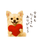 あけおめ！ほんわかチワワ♡（個別スタンプ：11）