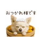 あけおめ！ほんわかチワワ♡（個別スタンプ：17）