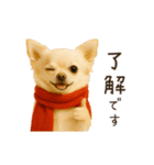 あけおめ！ほんわかチワワ♡（個別スタンプ：18）