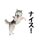 クール顔なのに甘えん坊なハスキーの日常（個別スタンプ：1）
