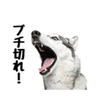 クール顔なのに甘えん坊なハスキーの日常（個別スタンプ：5）