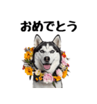 クール顔なのに甘えん坊なハスキーの日常（個別スタンプ：6）