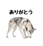 クール顔なのに甘えん坊なハスキーの日常（個別スタンプ：7）
