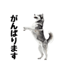 クール顔なのに甘えん坊なハスキーの日常（個別スタンプ：9）