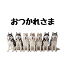 クール顔なのに甘えん坊なハスキーの日常（個別スタンプ：10）