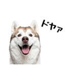 クール顔なのに甘えん坊なハスキーの日常（個別スタンプ：11）