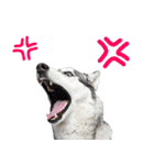 クール顔なのに甘えん坊なハスキーの日常（個別スタンプ：12）